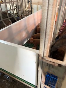 138K views · 672 reactions | 헬헮 헰헮혀헶 혃헮헻 헾혂헲헱헮헻헱헼, estamos colocando vallas de PVC en área de maternidad. ʀᴇᴀʟɪᴢᴀ ᴇʟ ᴘᴇᴅɪᴅᴏ ᴅᴇ ʟᴀs ᴛᴜʏᴀs ᴛᴀᴍʙɪᴇ́ɴ. ☎️ 419 265 8047 | Granja Santa Fe | Facebook