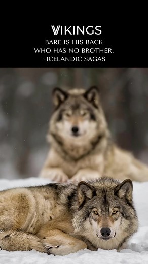 🩸🐺🐺 #vikinglife #brotherhood #wolves | Viking Lifestyles