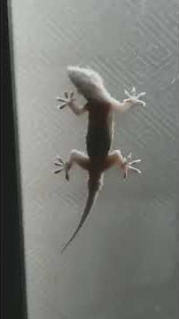 Lizard respiration how lizard respirate