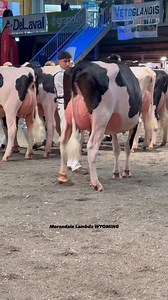 ✨ Morandale Lambda WYOMING VG86 🥉✨ Père: Farnear DELTA-LAMBDA Mère: Morandale Chief RADIEUSE EX92 MM: Morandale Sid PANAME VG89 | Morandale Holstein