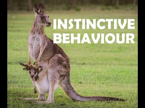 INSTINCTIVE BEHAVIOUR