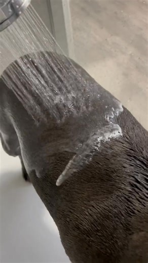 9.1K views · 679 reactions | Come for a shower with me懶 #doglover #staffy #cute #funnydog #puppies | The Blue Staffy | Facebook