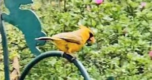 This Woman Spotted A Beautiful Rare Yellow Cardinal In Her Backyard And Her Pictures Are Going Viral