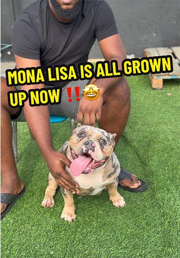 Mona Lisa Grown-Up: SKS Exotic Goldies & Bullies Update