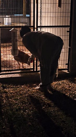 D always teasing the cock.....mean rooster.... #farmlife #chickens #rhodeislandredchickens | Christopher Steven