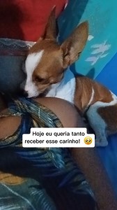 6.8K reactions · 91 shares | EU QUERIA VOCÊ AQUI... A SAUDADE É GRANDE MEU LINDO! EU TE AMO PITOCO  Para sempre em meu coração @pitoco.s2 | Shakira Memes | Facebook