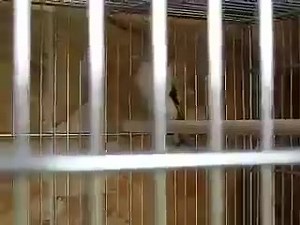 73 reactions · 14 shares | couplage chardonneret mutation | Maknino dz | Facebook