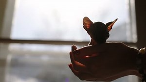 Woman Hands Holding Funny Little Bald : vidéo de stock (100 % libre de droit) 1009201091 | Shutterstock