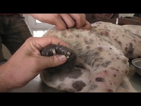 Remove Mango worms and Make puppy happy #121