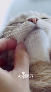 Get your paws on real chicken breast Check out our link in bio to shop. | Applaws Pet Food | Facebook