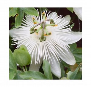 Passiflore Constance Eliott