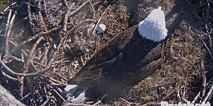 Eaglet hatches from egg on live Fort Myers web cam