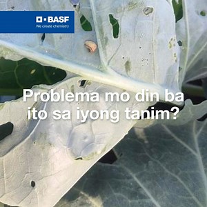 Ang Diamondback Moth o DBM ay isang peste na maaaring magdulot ng malaking pinsala sa mga pananim na repolyo. Kinakain ng mga uod nito ang mga dahon, na nagiging sanhi ng mga butas at pagkasira. Dahil dito, maaaring bumaba ang ani at masira ang kalidad ng repolyo. Sa matinding kaso, maaaring mamatay ang mga halaman. Kaya naman, mga bayaning magsasaka, ano ang mga solusyon ninyo para mapuksa ang peste na ito? #BASFInAg #ForTheLoveOfFarming | BASF Agricultural Solutions