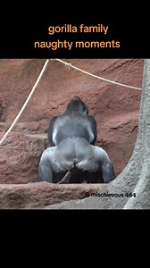 Funny Gorilla Family Moments & Naughty Behavior