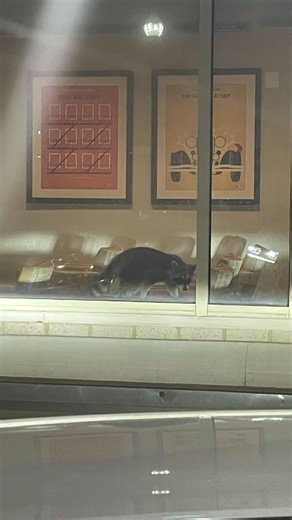 3.8K views · 74 reactions | Officer Votroubek served this sneaky raccoon an eviction notice from a local apartment complex on Sunday evening, and was able to relocate him to much more appropriate housing - a nearby tree. We're happy this little guy is back in the wild where he belongs! | Animal Welfare League of Arlington | Facebook