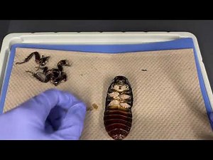 BIO153 Madagascar Hissing Cockroach Dissection