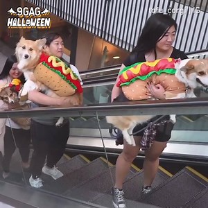 Are these hotdogs or good dogs? 🌭🤔🐶 Tofu_corgi with @Geordi La Corgi | 9GAG Cute