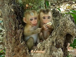 Wow, cheko and Santa are so sweet, the two monkeys love each other so much | The Story Daily