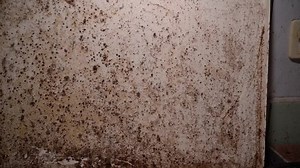 「マウスの糞と金型のクローズアップで古い電気ストーブ。台所の汚れとネズミの糞」の動画素材（ロイヤリティフリー）1099637553 | Shutterstock