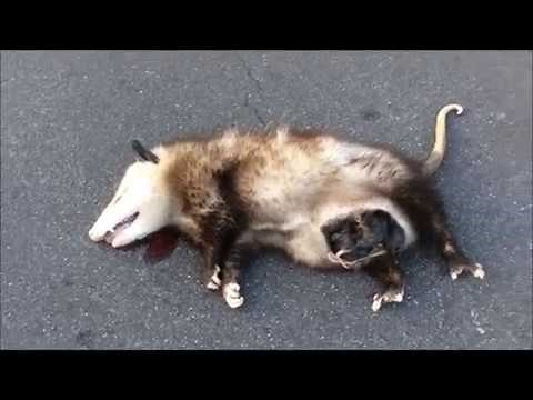 Dead opossum with live babies in pouch - How to remove - Mary Cummins, Animal Advocates