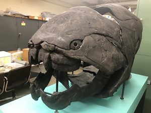 Ohio fossil hunters search for fierce, prehistoric fish known as Dunkleosteus