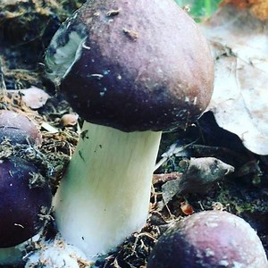 King stropharia... | Ridgedale Farm