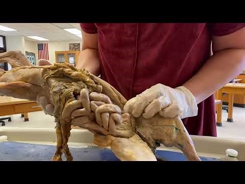 Cat Dissection Part 1 AP II