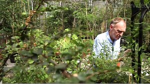 Should we be worried about invasion by plants? Experts from Kew Gardens tell Nature Video about their ongoing battle with the leafy interlopers. Read the related Nature paper, ‘Global exchange and accumulation of non-native plants’, here: http://bit.ly/1fraHHj | Nature Portfolio