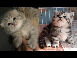 Kumpulan Video Kucing Lucu Imut Gemesin , Pasti Kamu Suka