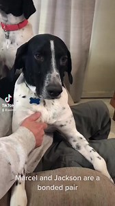 Pointer Rescue, Organization on Reels