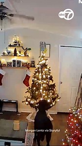 A young Labrador may have earned himself a spot on Santa’s naughty list this year, after deciding to play tug-of-war with his owner’s Christmas tree. Footage from December 7 shows Morgan Lentz’s one-year-old pup pulling the fully decorated tree down in the living room of her South Carolina home. Lentz told Storyful the dog “decided he wanted to play tug-of-war with the tinsel on the tree”, and it looks like he won! | ABC 7 Chicago