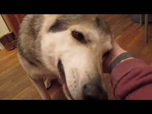 The Face Of A Dog In Pure Bliss (Northern Inuit) - DSNERV