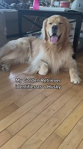 Did someone call an ambulance? Credits- Nashypaws | Alpha Paw