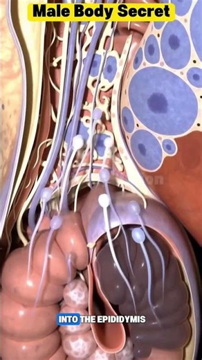 How Sperm Is Made | Male Reproductive System Explained
