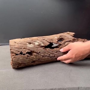 Natural Hollow Driftwood Aquarium Log Aquascape Drift Wood Stump Bonsai Aquascaping Hardscape Fish Tank Decoration Gift for Dad - Etsy Australia