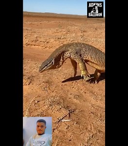 The yellow-spotted monitor | Bismark Baah Osei