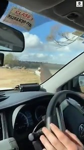 ALPACA ON PATROL: Police officers in Australia were confronted by a territorial alpaca while serving a warrant. https://abcn.ws/37DLwOO | ABC News