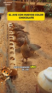 1.2M views · 20K reactions | Las perdices brasileñas: aves exóticas con huevos color chocolate y una resistencia impresionante.  ¿Te gustaría tener una? Te leo en los comentarios. #PerdizBrasileña #AvesExóticas #CuriosidadesAnimales #MundoAvícola #animalessorprendentes | Explorador Curioso | Facebook