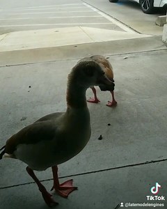 11 reactions · 3 comments | Whoa whoa guys calm down what seems to be the problem!? Can someone translate what they are saying? | Late Model Engines | Facebook