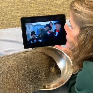 43K views · 4.7K reactions | Adorable!  Summer the groundhog is watching the movie, Groundhog Day, on Groundhog Day at the Akron Zoo. | WLWT | Facebook