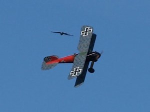 Albatros DVa Bad Langensalza
