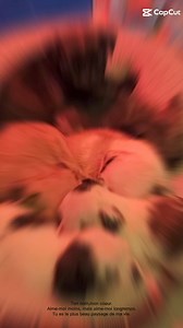 Just messing around... #pug #pugs #pugpartyplusone | Pug Party Plus One