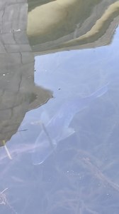 101K views · 1.8K reactions | Water was so clear today that I could see fish swimming along Point State Park! #fishing #fish #pittsburgh | View Pittsburgh | Facebook