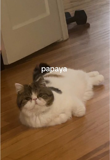 Papaya the Cat on TikTok