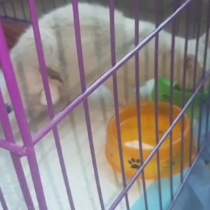 Purple Paws on Reels