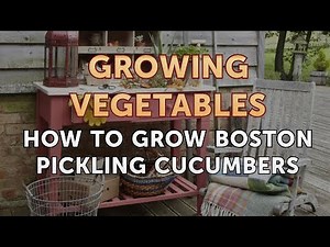 How to Grow Boston Pickling Cucumbers