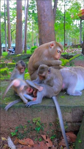 Awesome Lovely Funny Lynx Playing Around