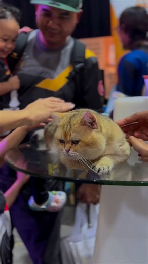 2.6K views · 30 reactions | No touching please 藍藍#catlover #catsofinstagram #catsofinstagrams #britishshorthair #britishshorthaircat #catlife #catlifestyle #notouching #myhobbyexpo #derickthecamper | Derick The Camper | Facebook