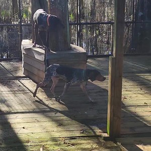 IT TAKES A LOT TO PISS AUGGIE OFF Unless your name is Boone. | Jethro of Pit Bulls & Parolees