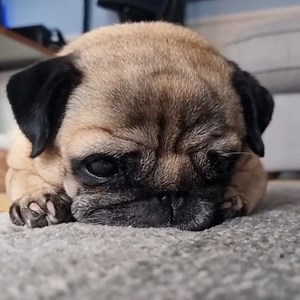 Happy sleepy Monday 🐶 💤 #pug | BlueandQueenie